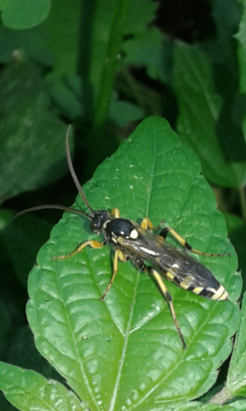 Ichneumonidae : Amblyteles armatorius?